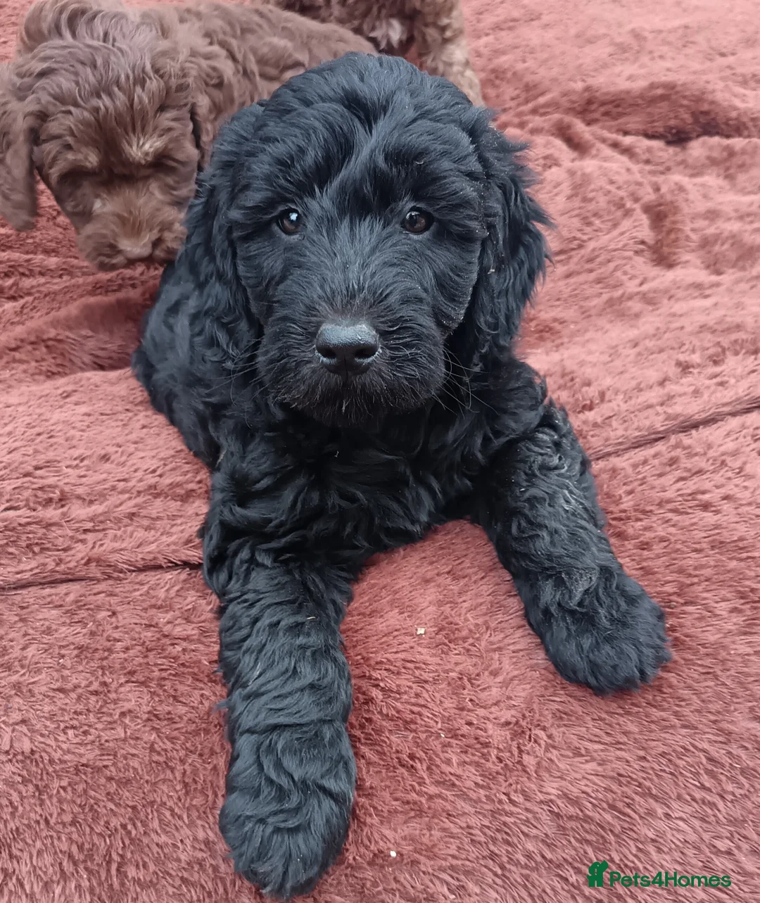 Double Doodle dogs for sale: 🌈Fully vaccinated and ready to meet the world 🌈 - Advert 33