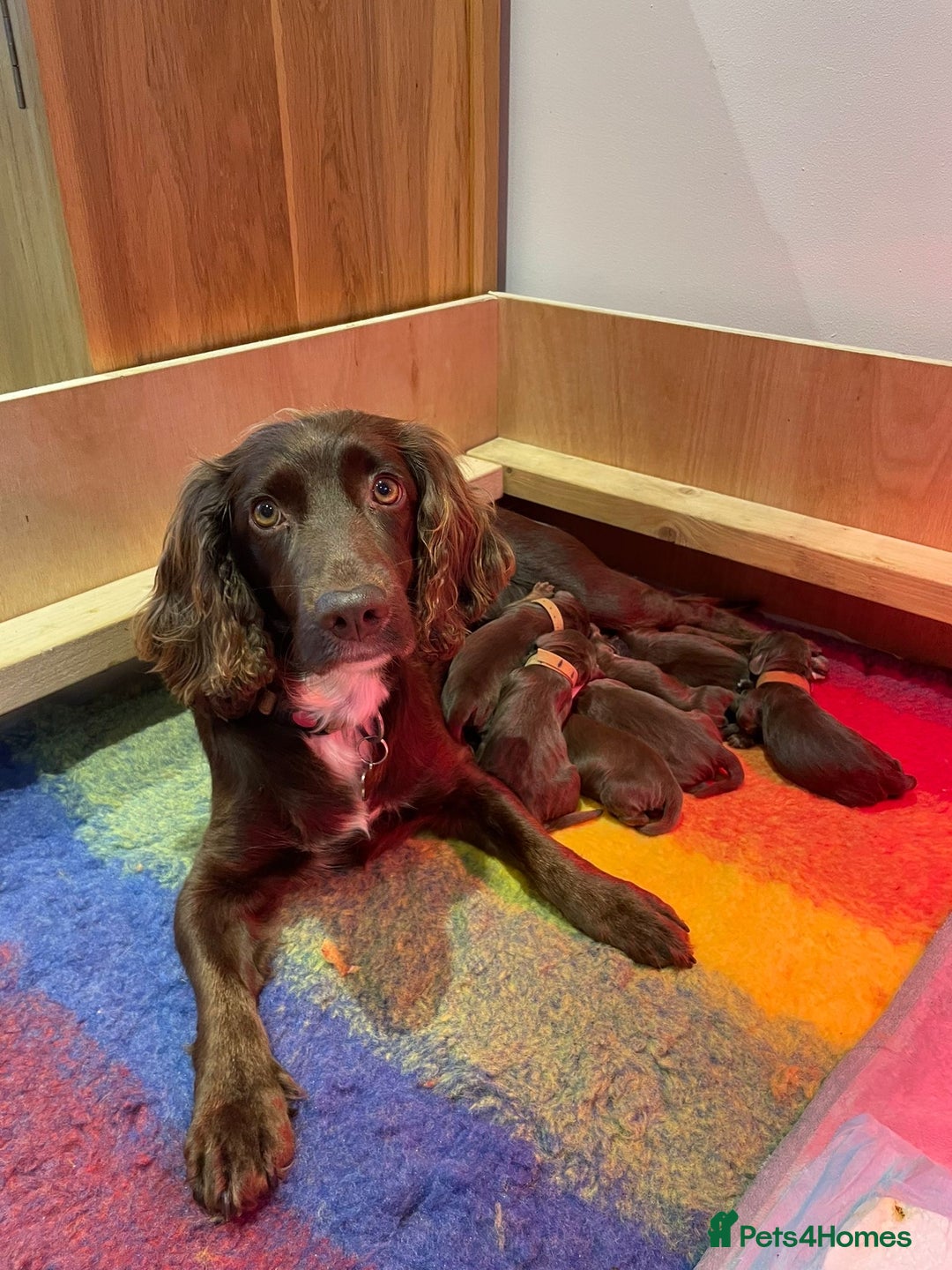 Sprocker dogs for sale: Working Cocker Spaniel pups 3/4 Cocker1/4 Sprocker - Advert 2