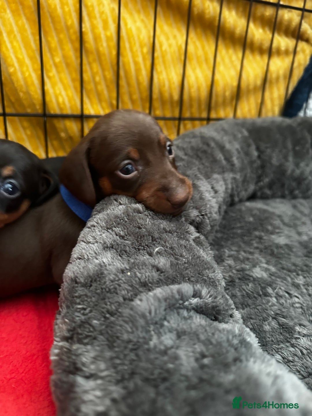 Miniature Dachshund dogs for sale: Miniature Dachshunds  - Image 8