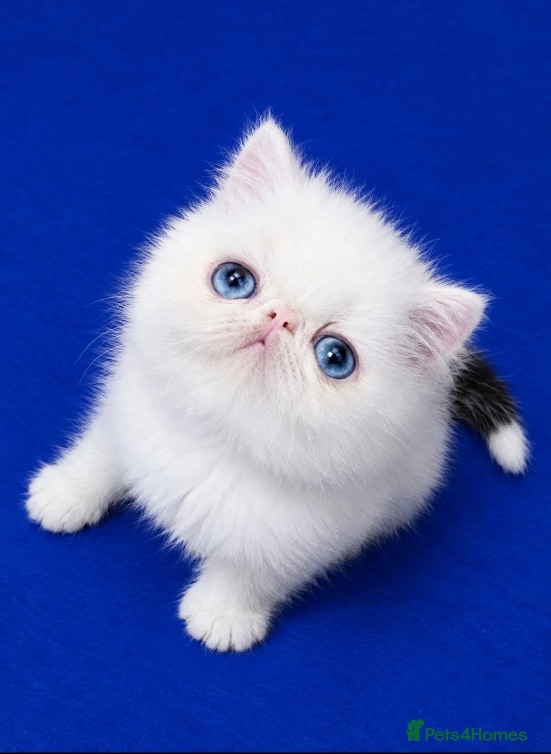 Exotic cats for sale: Superb quality rare exotic kittens. - Advert 2