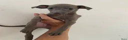 Italian Greyhound dogs for sale: Beautiful Italian greyhound puppies  - Advert 25