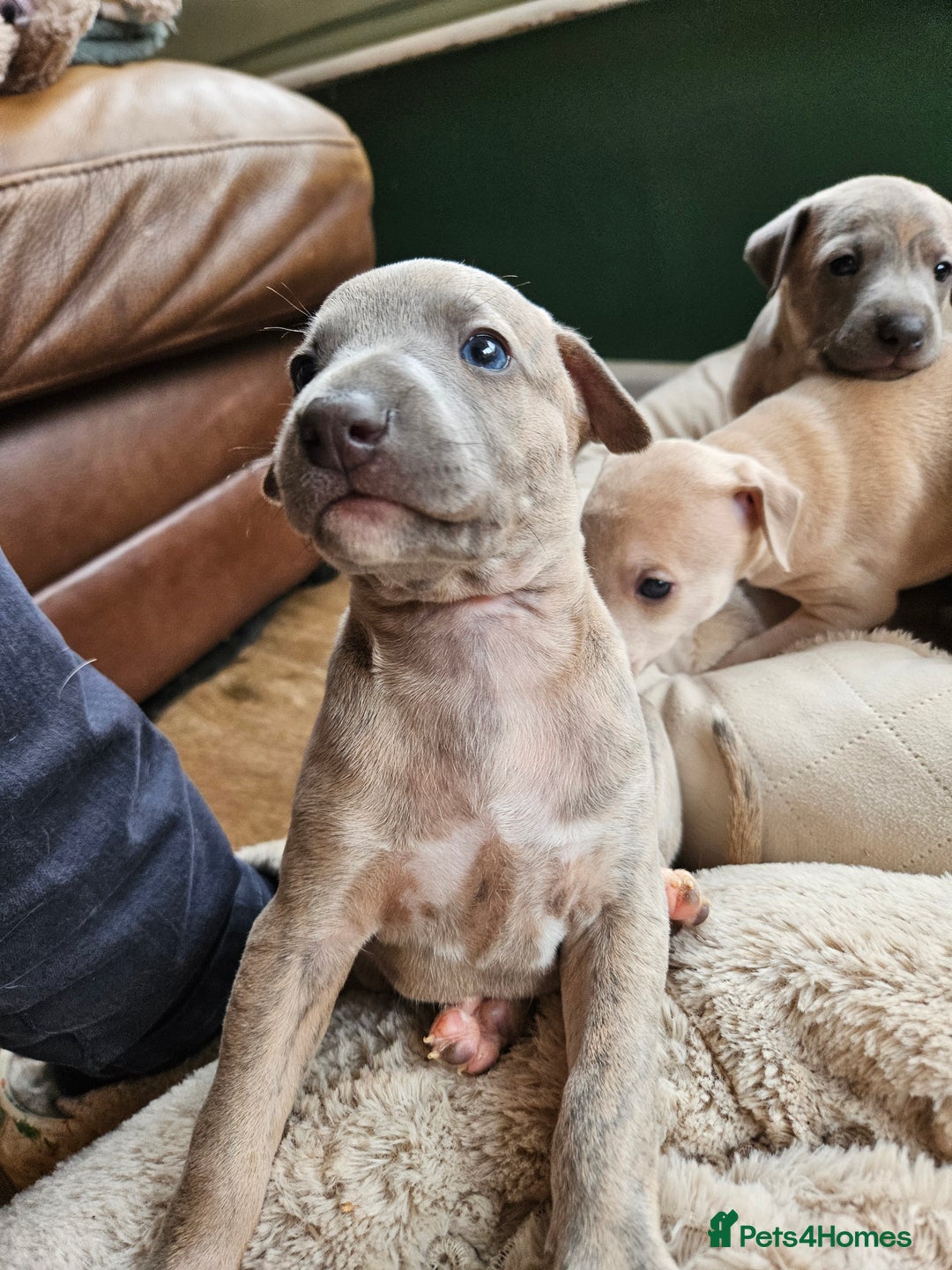 Whippet dogs for sale: ✨🐾 Gorgeous KC Registered Whippet puppies  🐾✨  - Advert 15