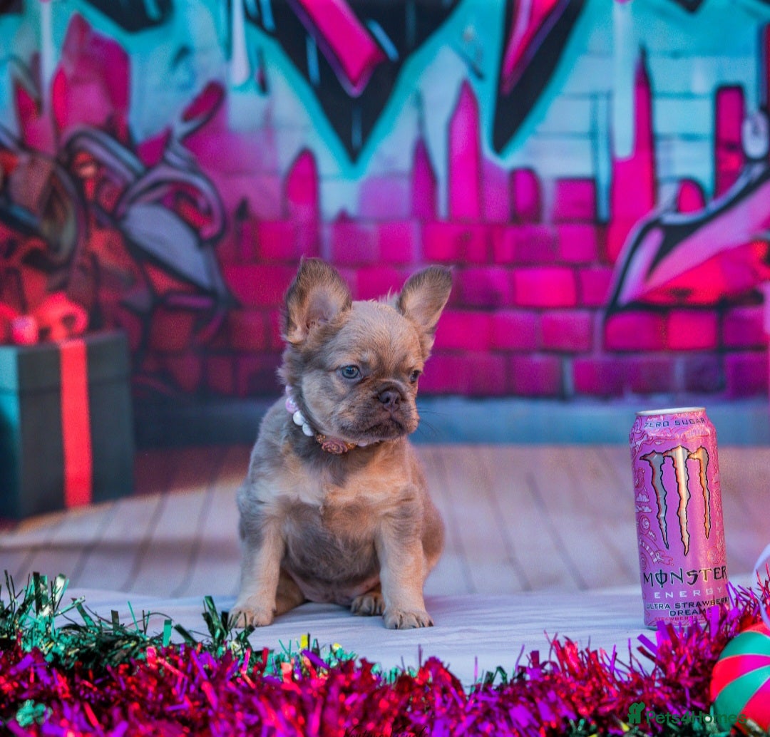 French Bulldog dogs for sale: Adorable fluffy frenchies ready for loving homes - Advert 4