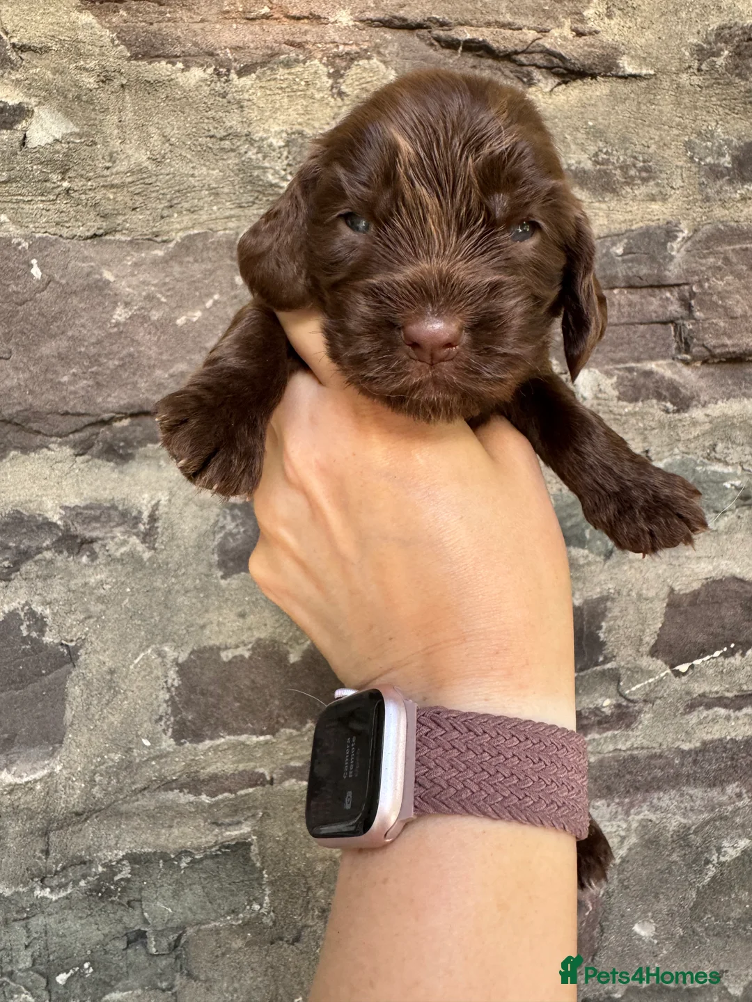 Cocker Spaniel dogs for sale: KC reg Show-type Chocolate & Choc Sable puppies in Brecon - Advert 2