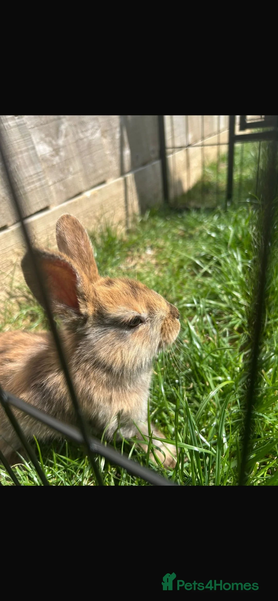 Mixed Breed rabbits for sale: Two male rabbits for sale  in Swansea - Advert 2