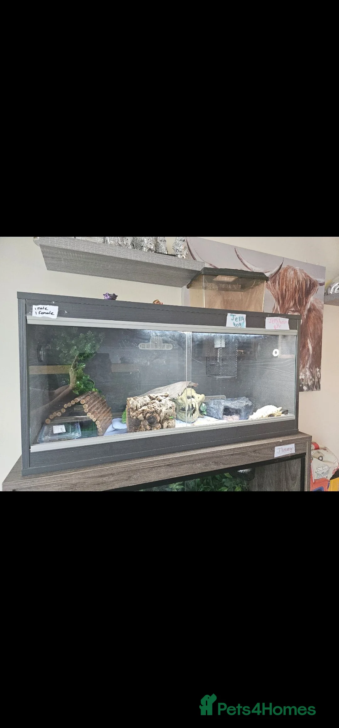 Leopard Gecko reptiles for sale: Breeding pair off lepord gekos  - Advert 1