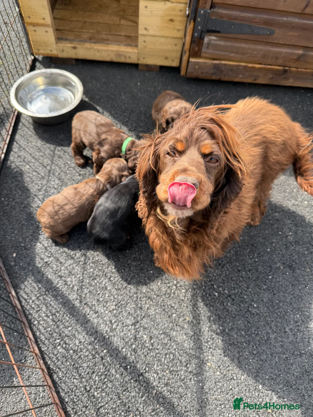 Cocker Spaniel dogs for sale: Cocker spaniel puppies - Advert 1