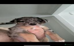 Mixed Breed dogs for sale: Mixed breed puppies READY TO GO! - Image 19