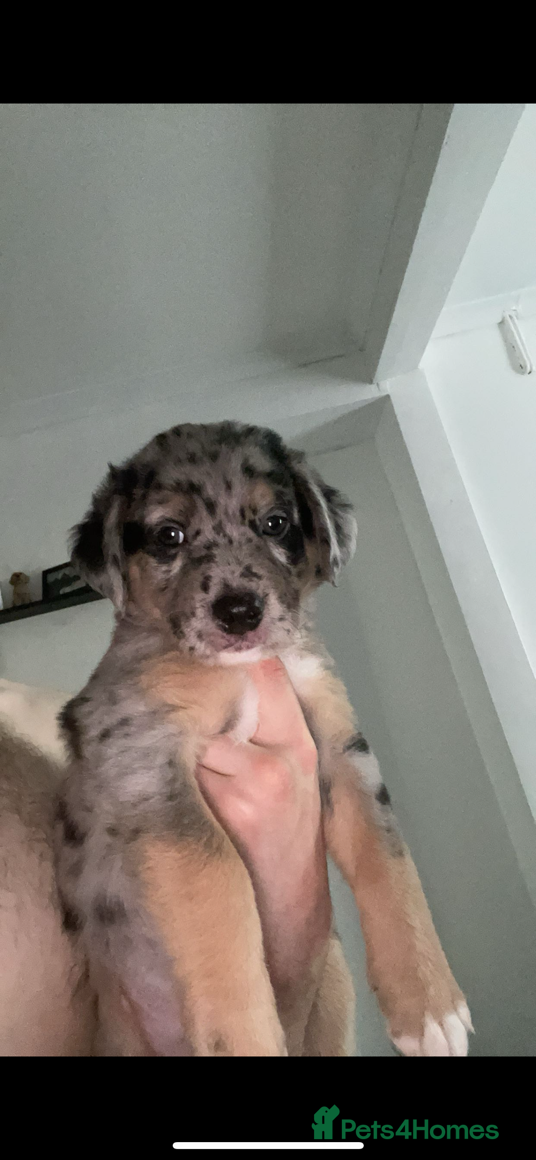 Mixed Breed dogs for sale: Mixed breed puppies READY TO GO! - Image 19