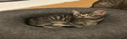 Mixed Breed cats for sale: Kittens for sales  in Camberley - Advert 6