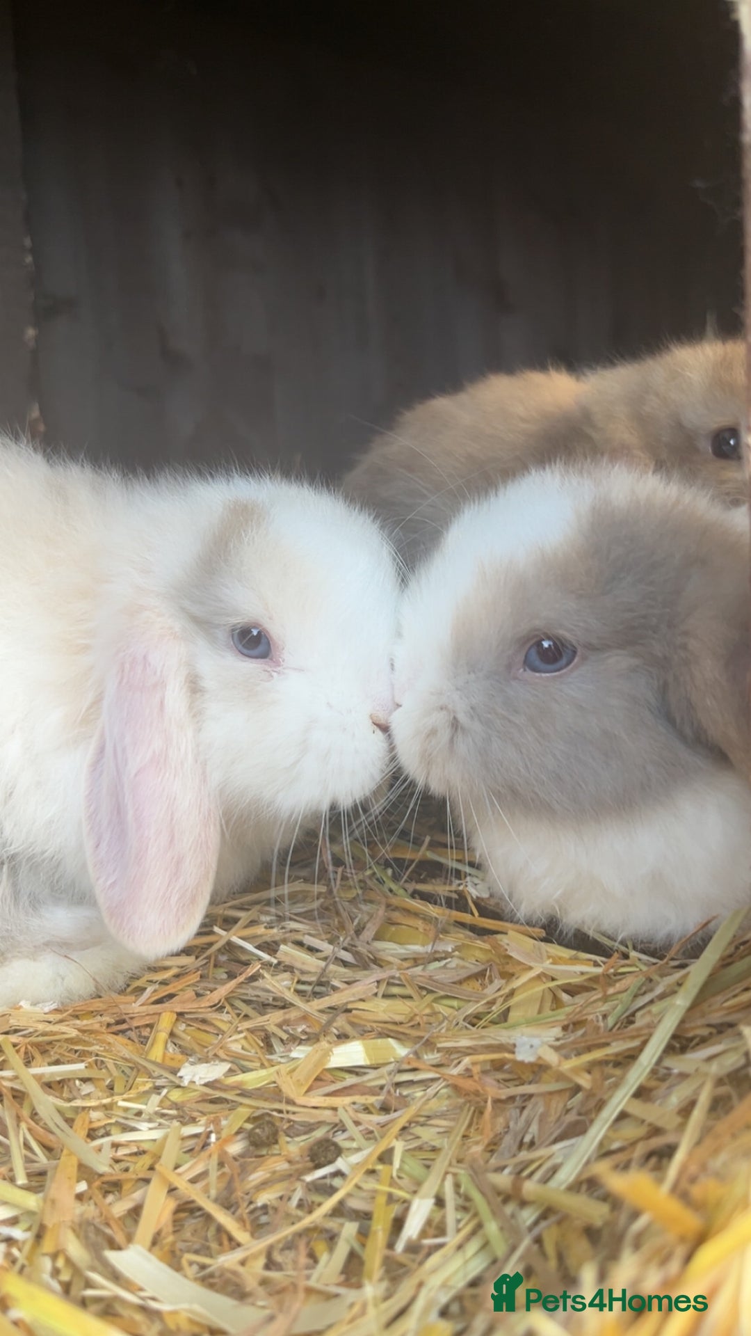 Mini Lop rabbits for sale: Gorgeous mini lop pure bred  - Advert 10