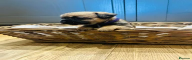 Border Terrier Puppy 6