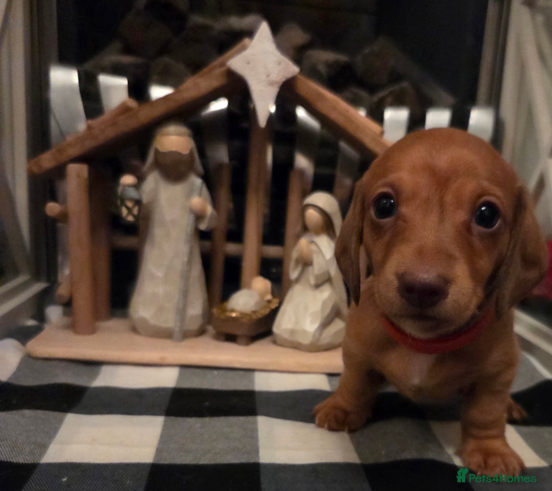 Dachshund dogs for sale: Sweet Male Dachshunds - Advert 4
