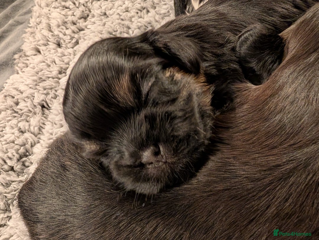 Mixed Breed dogs for sale: Beautiful Shi Tzu Puppies for sale.  - Advert 6