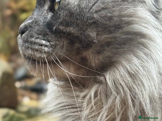 Maine Coon cats - Advert 3