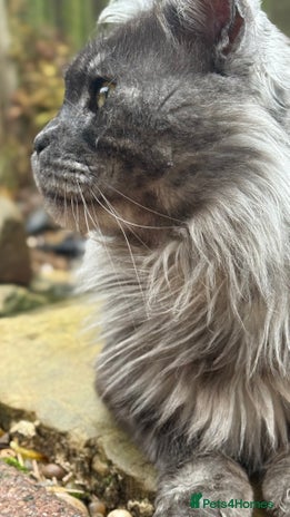 Maine Coon cats Maine Coon Stud (Russian line) in NOTTINGHAM - Advert 6