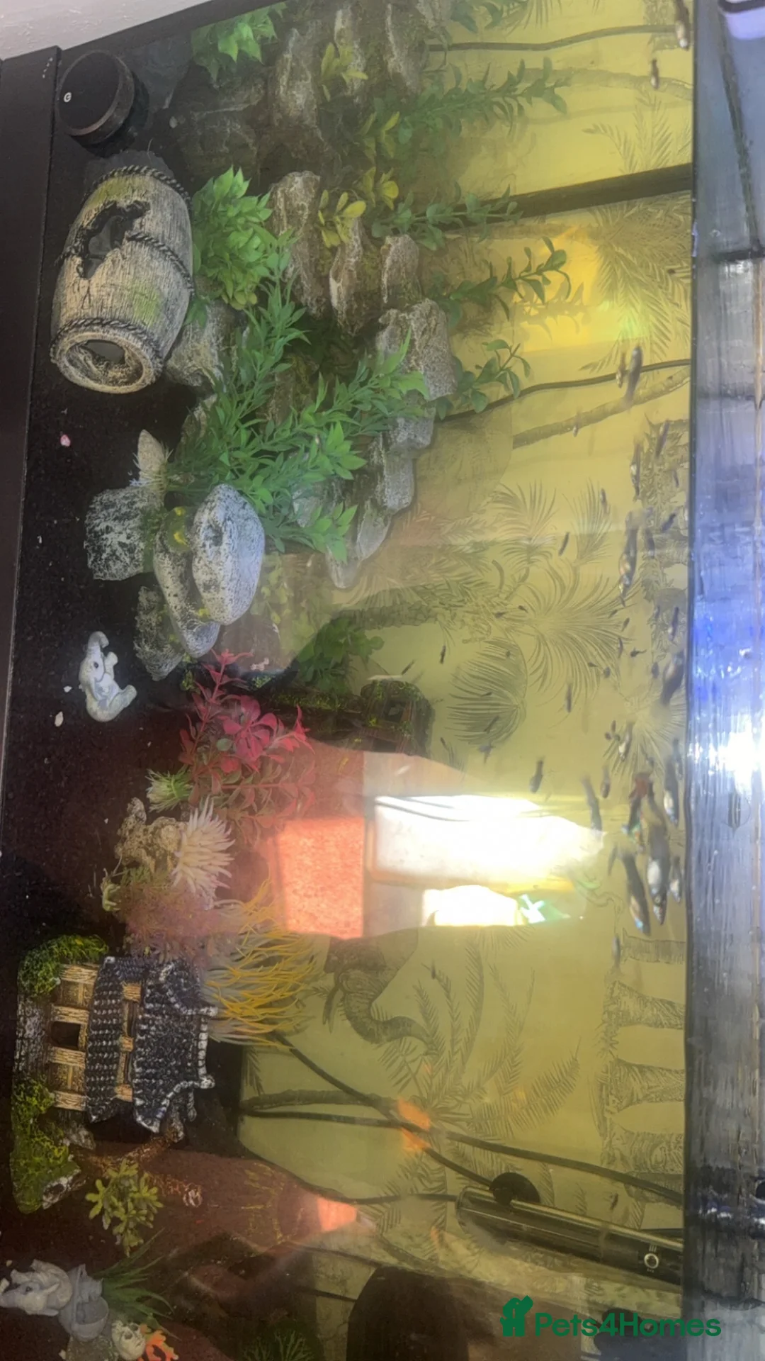 Snails fish for sale: Fish for sale with fish tank  in Sheffield - Advert 1