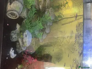 Snails fish Fish for sale with fish tank - Advert 2
