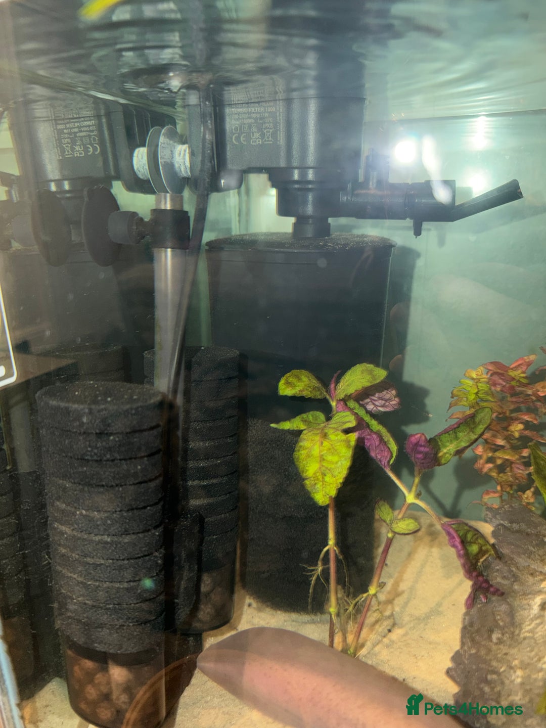Axolotl reptiles for sale: Axolotl rehoming - Advert 4