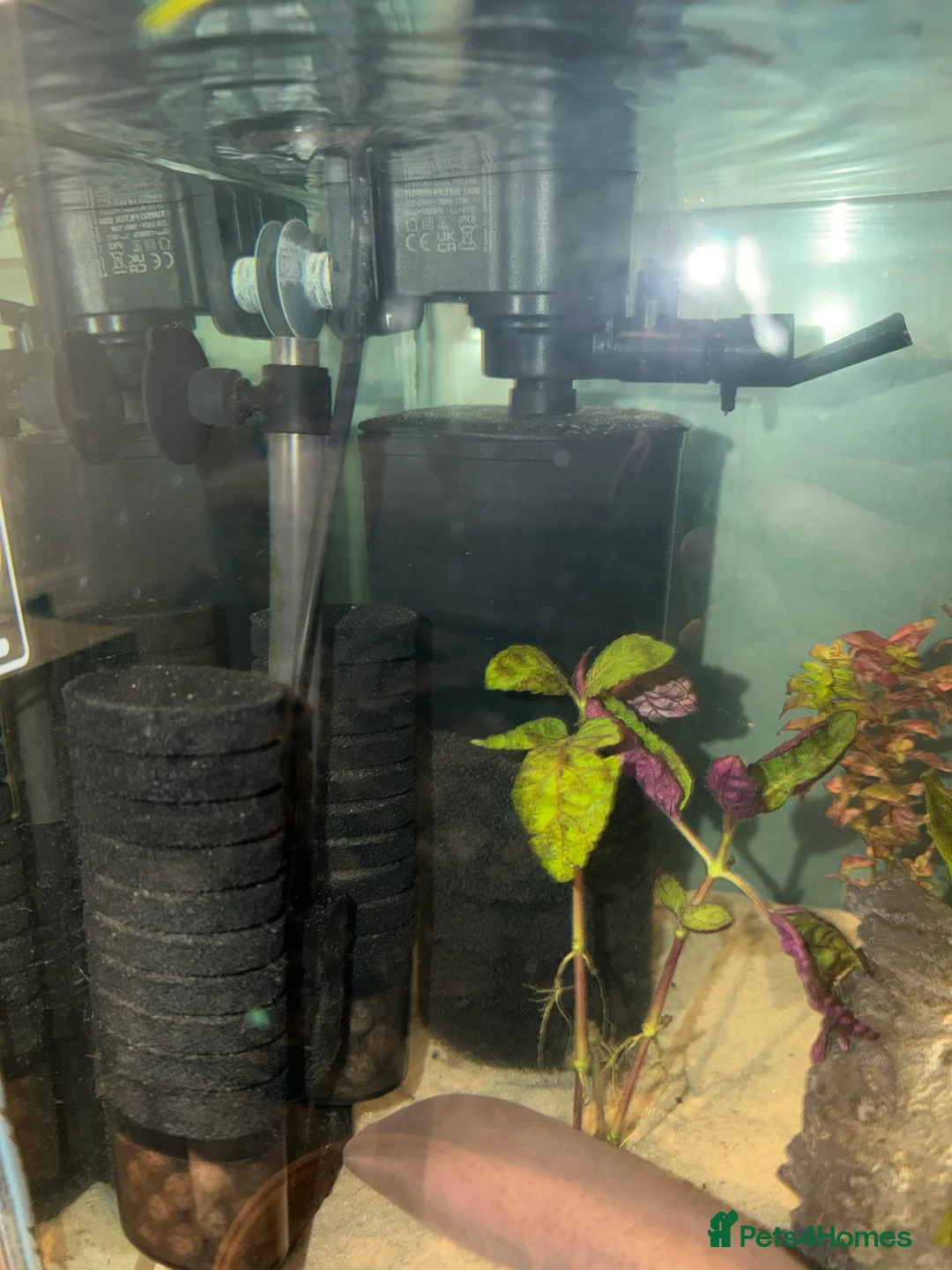 Axolotl reptiles for sale: Axolotl rehoming - Advert 4