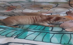 Guinea Pig rodents for sale: Skinny pigs. Various ages + prices. - Image 5