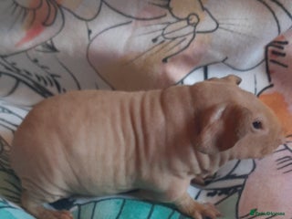 Guinea Pig rodents - Advert 9