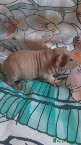 Guinea Pig rodents - Advert 1