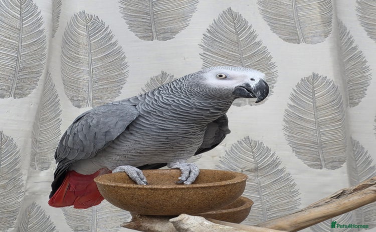 Parrots birds - Advert 1