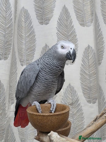 Parrots birds - Advert 1