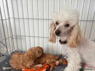 Toy Poodle dogs - Advert 27