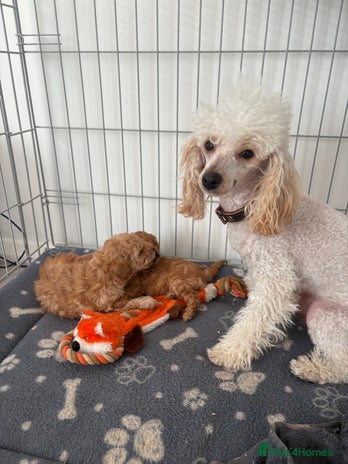 Toy Poodle dogs - Advert 1