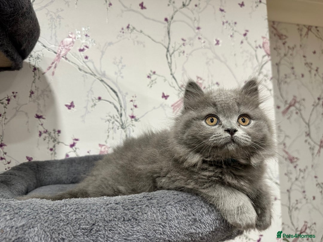 British Shorthair cats for sale: 4 Gorgeous British Blue Kittens  - Image 13