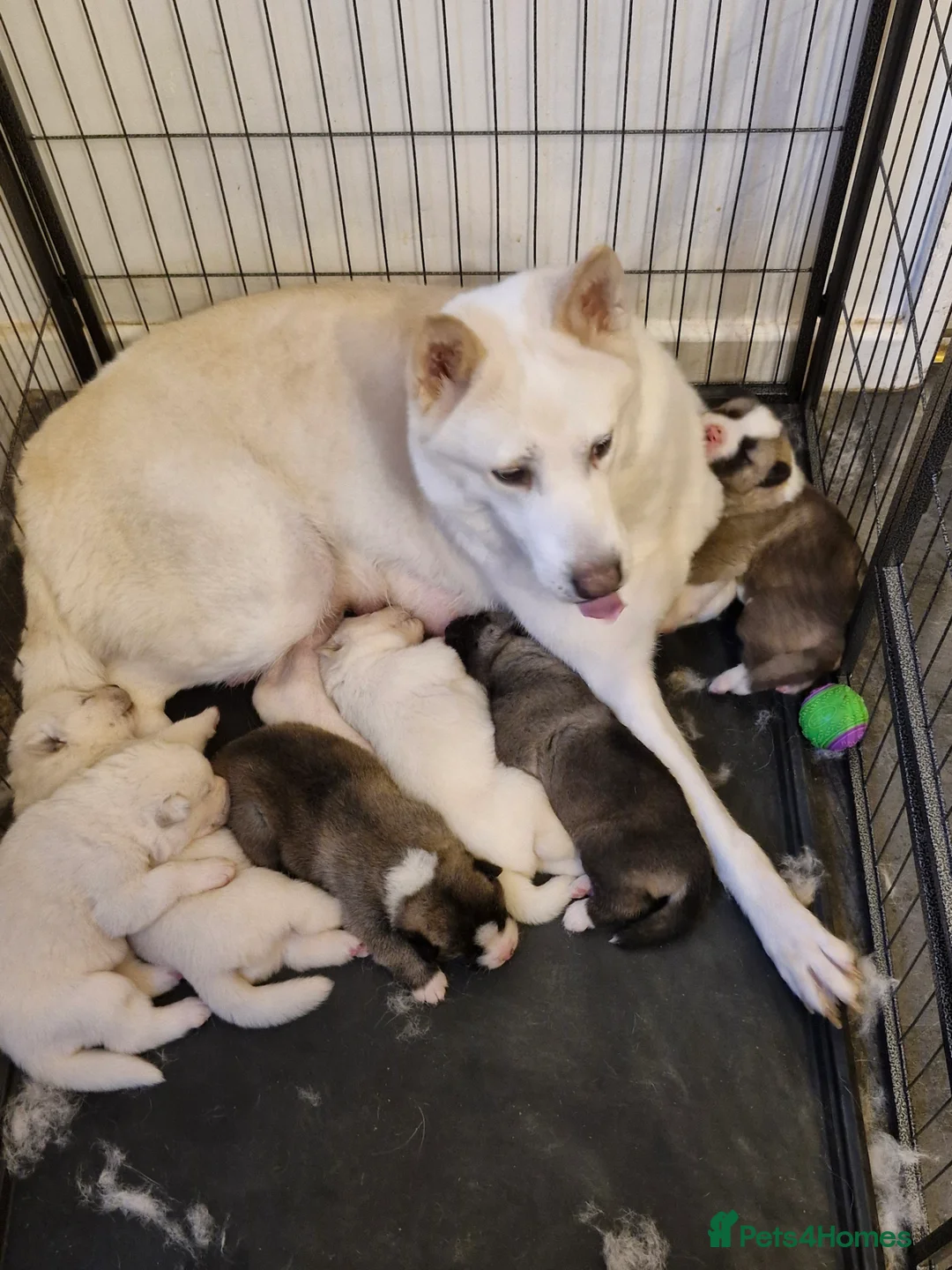 Akita dogs for sale: Akita puppies for sale - Advert 2