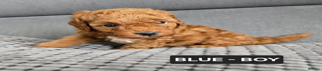 BLUE - BOY