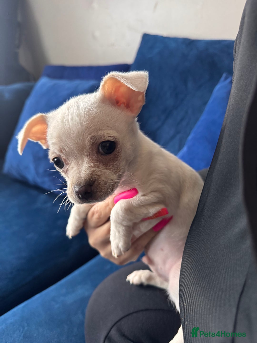 Chihuahua dogs for sale: Beautiful white short coat male Chihuahua  - Image 1