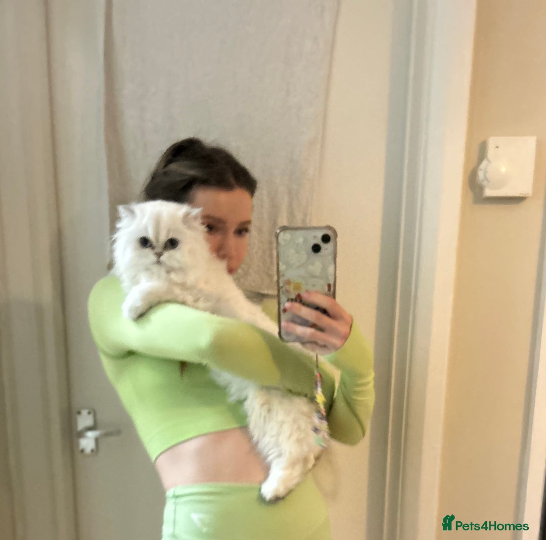 British Longhair cats for sale: 5 Beautiful blue eyed British Shorthair in London - Image 34