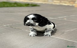 Cocker Spaniel dogs for sale: Gorgeous Cocker Spaniel Litter - Image 8