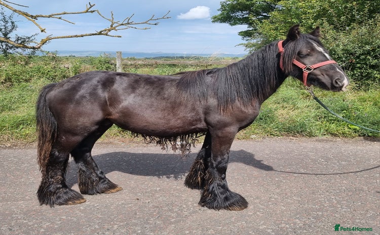 Irish Cob horses - Advert 1