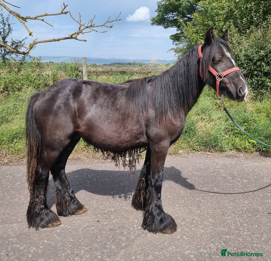 Irish Cob horses for sale: Cob yearling Gelding to make 14.3hh - Image 1