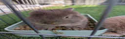 English Lop rabbits for sale: Holland English lop eared rabbits - Advert 9