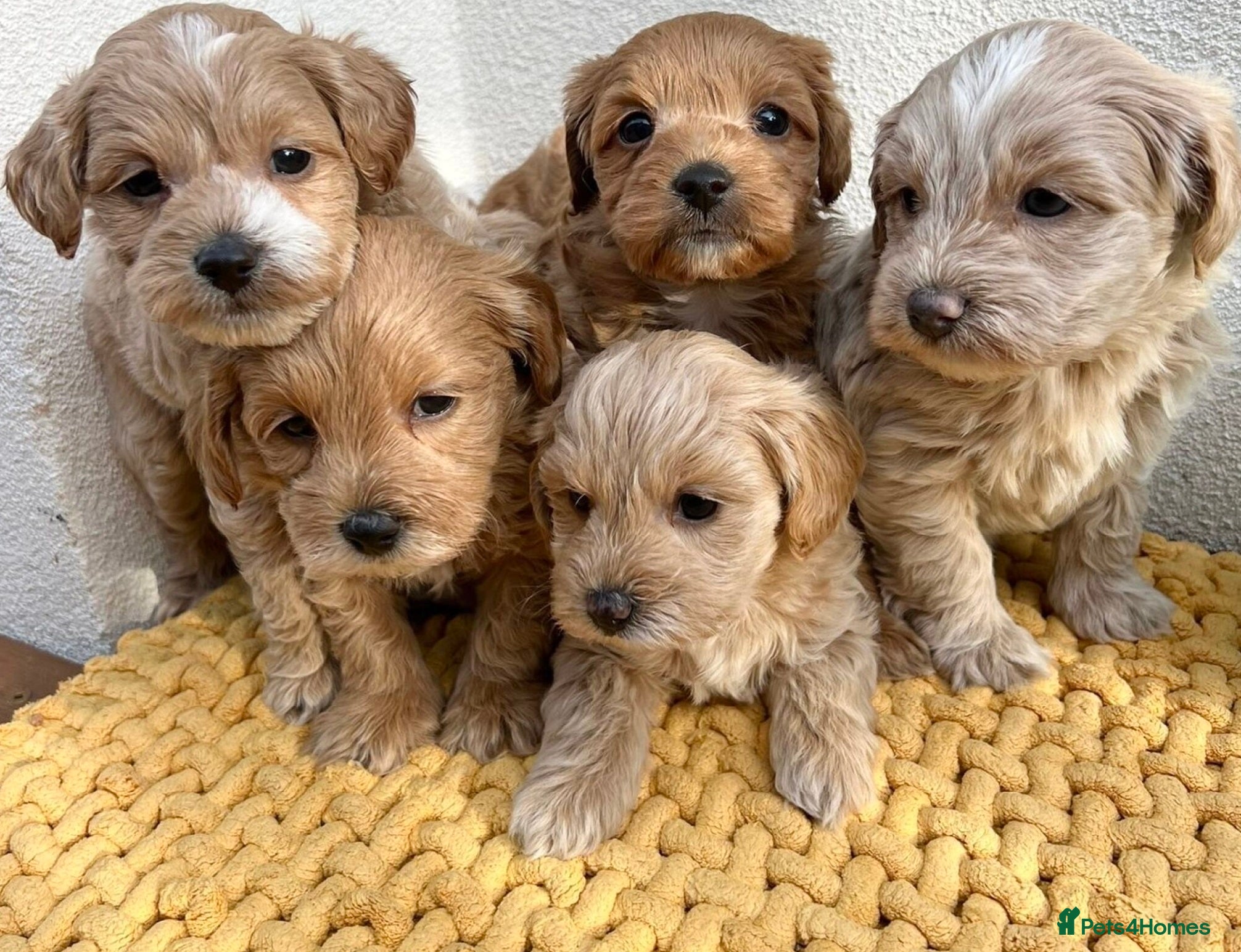 Maltipoo dogs Maltipoo puppies for sale  - Advert 4
