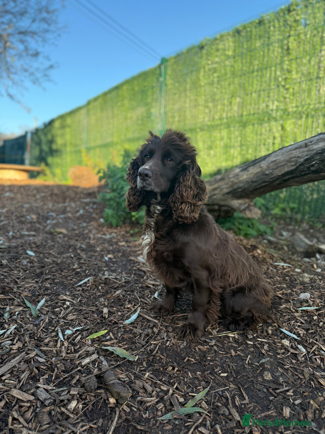 Cocker Spaniel dogs for sale: Beautiful spaniel looking for the best home  - Advert 2
