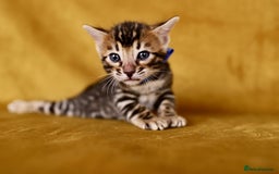 Bengal cats for sale: 6 stunning Bengal kittens, possibly our best yet! - Image 1