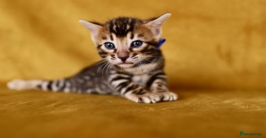 Bengal cats - Advert 1