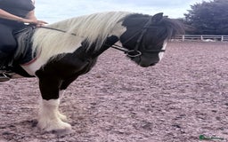 Irish Cob horses for sale: 14hh 6 year old gelding cob - Image 4
