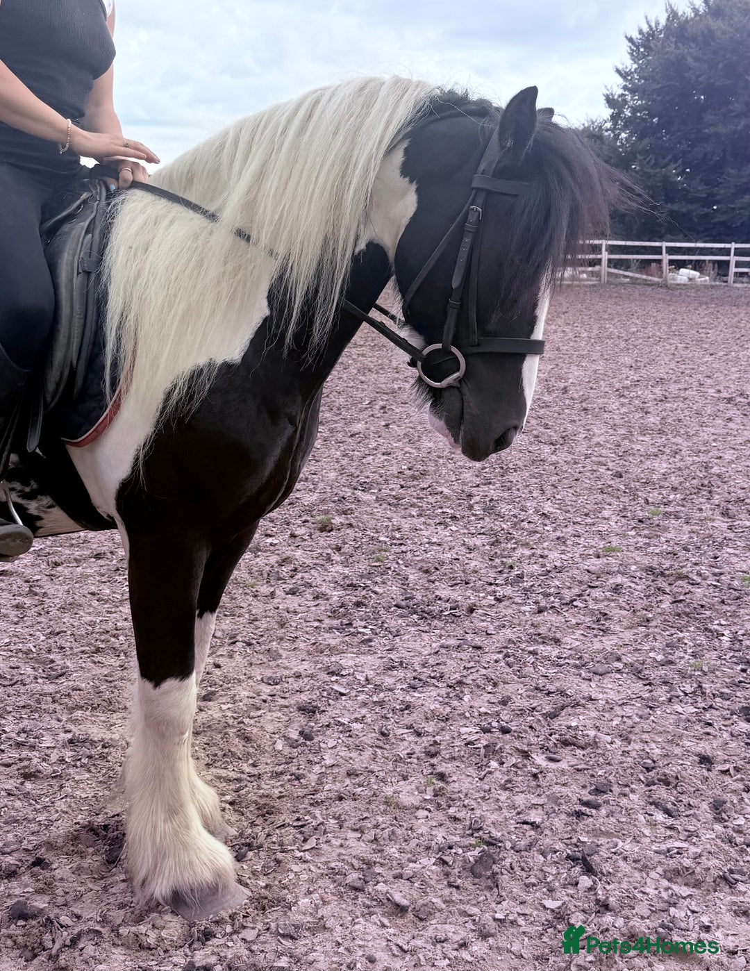 Irish Cob horses for sale: 14hh 6 year old gelding cob - Image 4