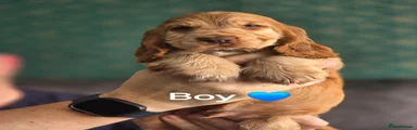Cocker Spaniel Puppy 1