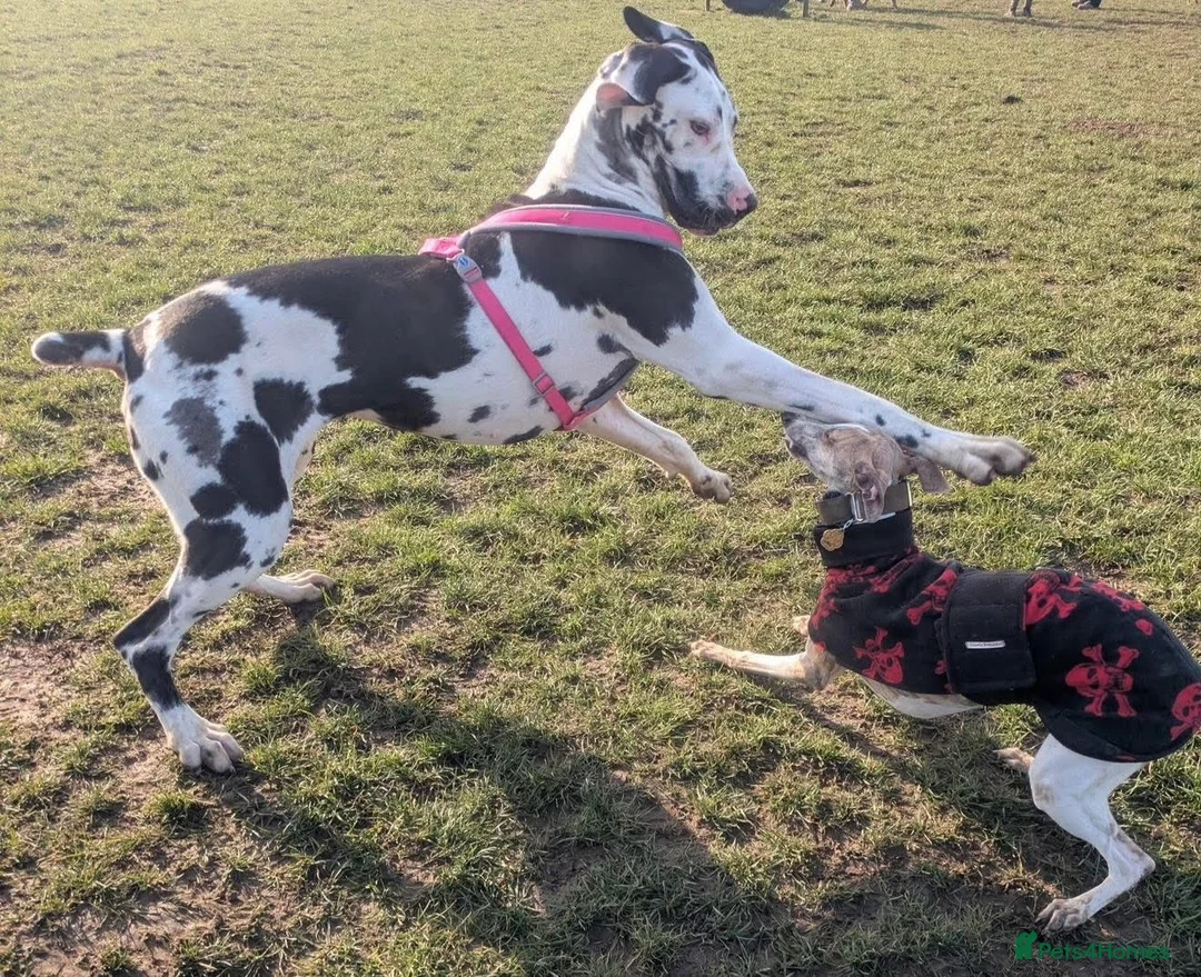 Great Dane dogs for sale: Top Quality KC Registered Great Dane Puppies - Advert 5