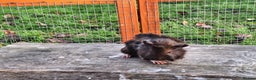 Guinea Pig rodents for sale: Baby Sow Guinea Pig - Advert 2