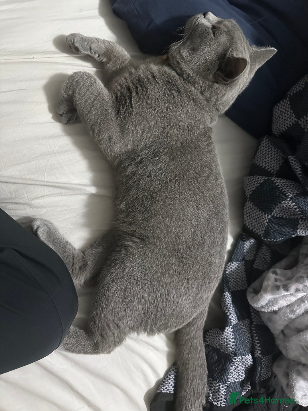 British Shorthair cats for sale: Cat for rehoming  - Image 5